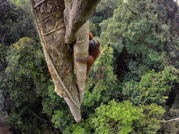 4. Орангутанг взобрался на высоту 30 м за фруктом, Индонезия. national geographic, журнал, мир, фотография