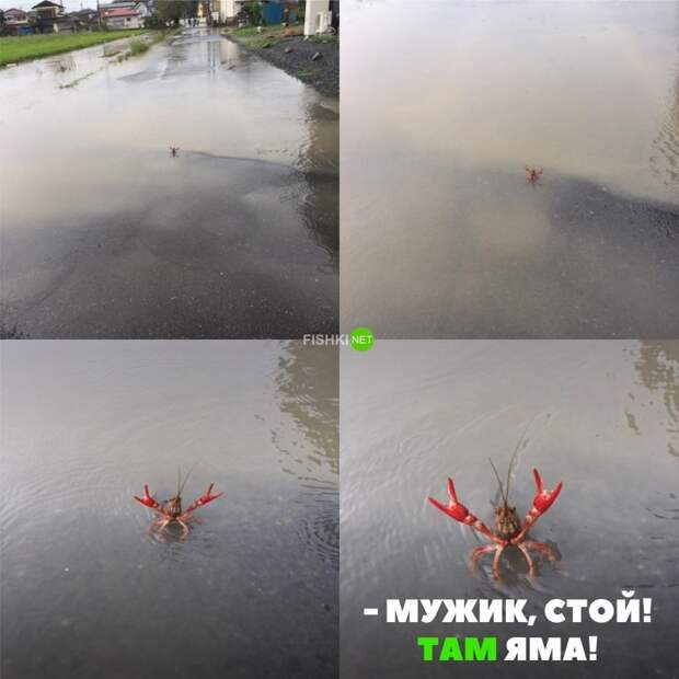 Свежая подборка автоприколов авто, автоприколы, приколы
