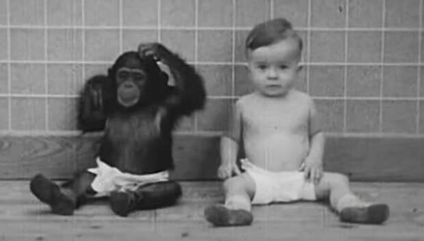 Жертва науки: как супруги-психологи сделали своего сына подопытным в эксперименте с шимпанзе