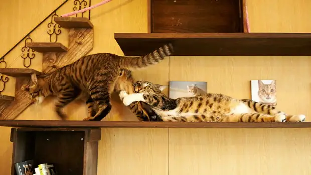17 чудесных доказательств, что две кошки завсегда лучше одной