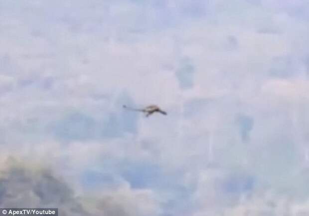Драконы существуют? В сети появилось видео с мифическим существом, летящим над горами в Китае видео, драконы, сенсация