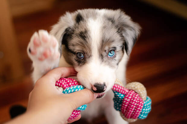 Россиянам объяснили пользу содержания собак дома