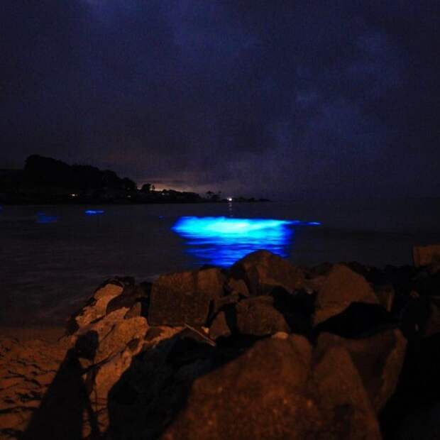 Биолюминесцентные морские водоросли у берегов Тасмании водоросли, море, свечение