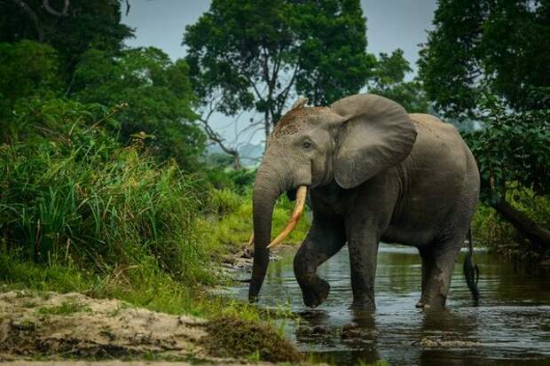 Это лесной слон. Он немного меньше размером, живет в лесах, имеет более прямые бивни, чтобы не задевать стволы при передвижении.