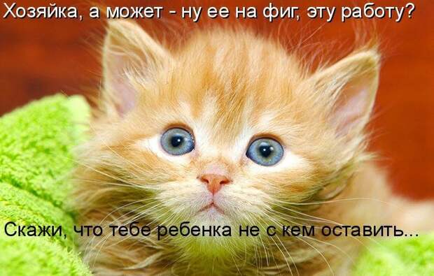 Просто котики коты, юмор