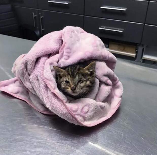 помощь больному котенку котенок в больнице
