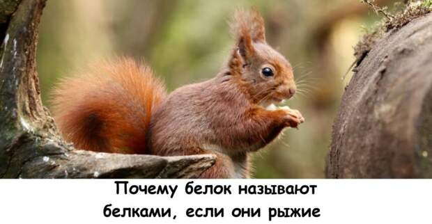Почему белок называют белками, если они рыжие