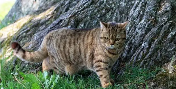 Курдюк у кошки