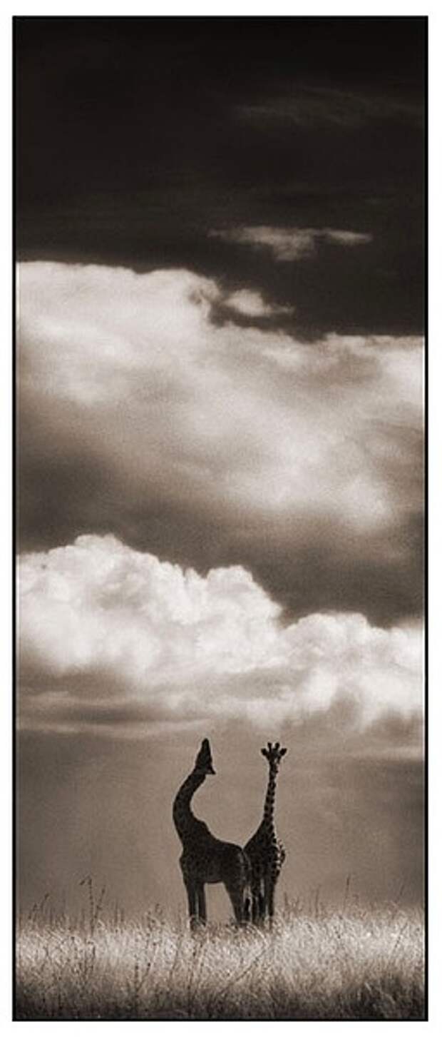 фотографии африки. Nick Brandt