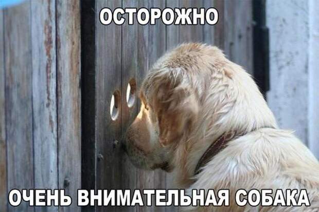 Картинки по запросу картинки с надписью смешные