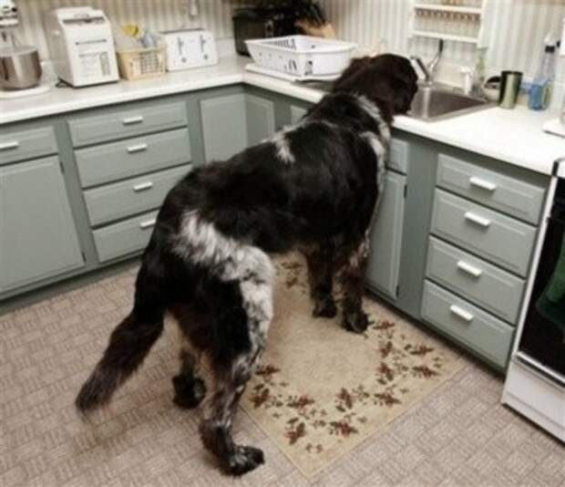 This dog who thinks the sink is his water bowl.