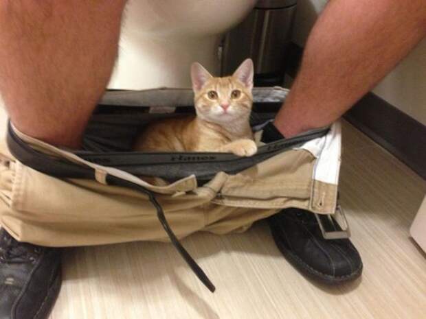 Назойливые коты (43 фото)