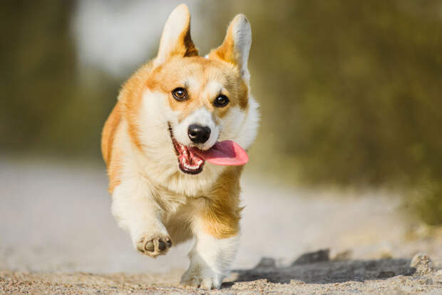 Ветврач Романова: ревакцинацию важно провести питомцам весной