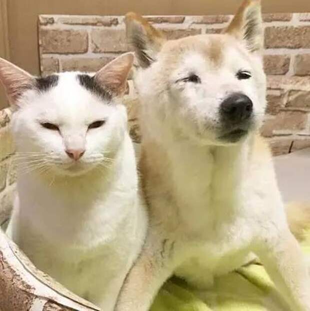 Старый пес и лучший друг кот