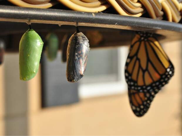 Тест: Какая у вас стихия обновления?