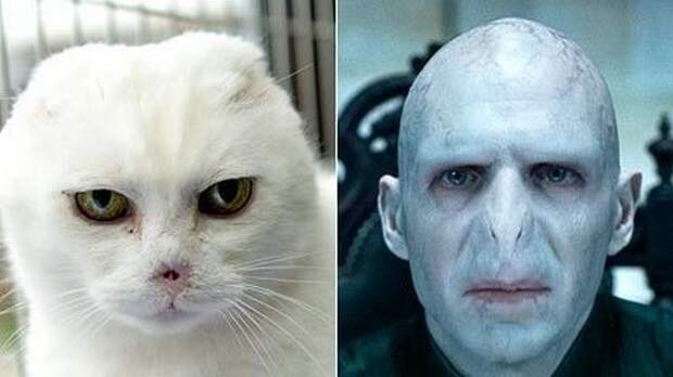 Charlie Voldemort cat, кот Волан-де-Морт