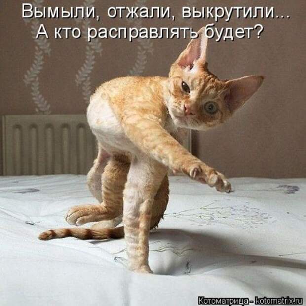 Новая котоматрица для позитива (35 фото)
