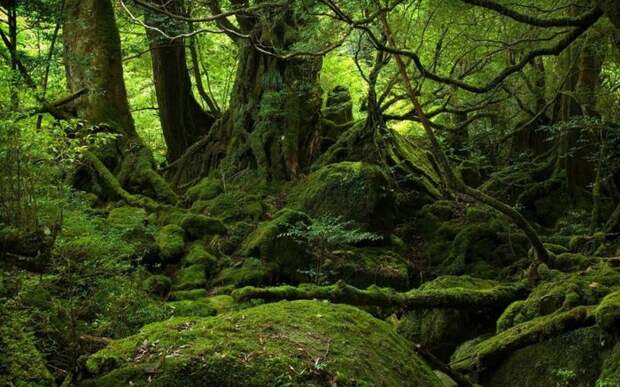 Сказочные леса острова Якусима (12 фото) Сказочные леса острова Якусима (12 фото)
