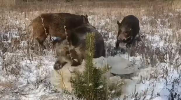 Кабаны Окского заповедника проводят будни, играя с полиэтиленом