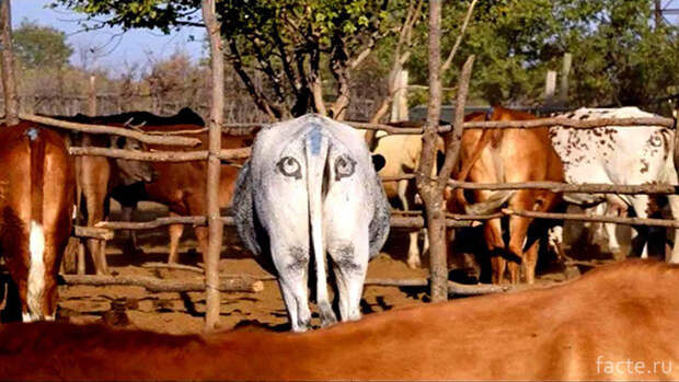 Глаза на корове