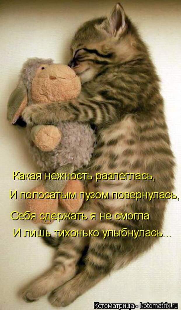 Новая отличная котоматрица (38 фото)