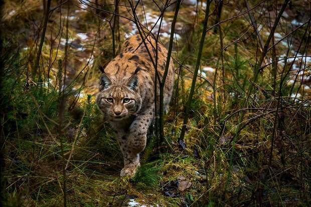 Лучшие фотографии марта 2017 года от National Geographic