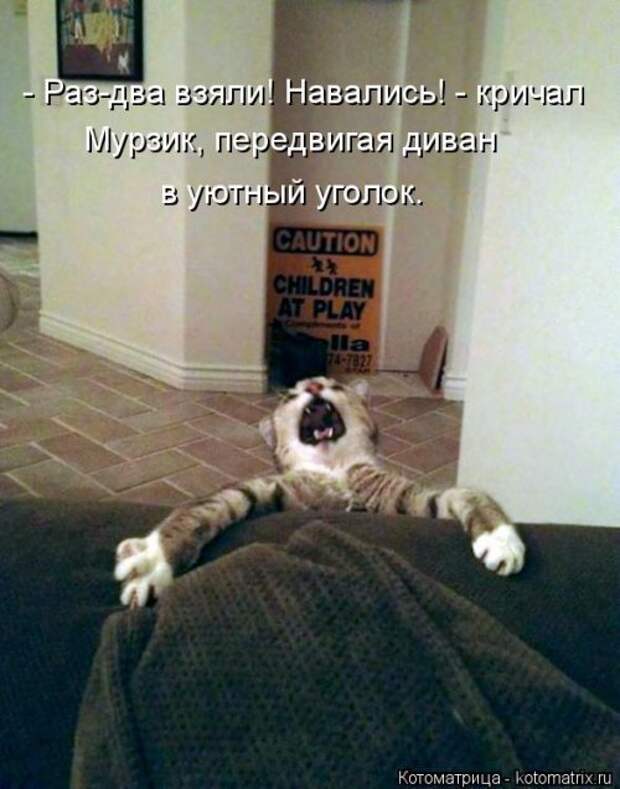 Новая котоматрица недели (39 фото)