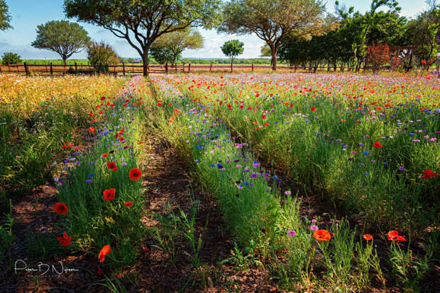 Texas Hillcountry by Peter B. Nyren on 500px.com