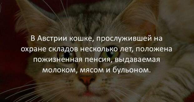 Интересные факты