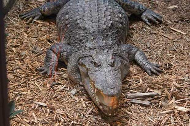 Какие виды крокодилов самые крупные на Земле — список, характеристика и фото