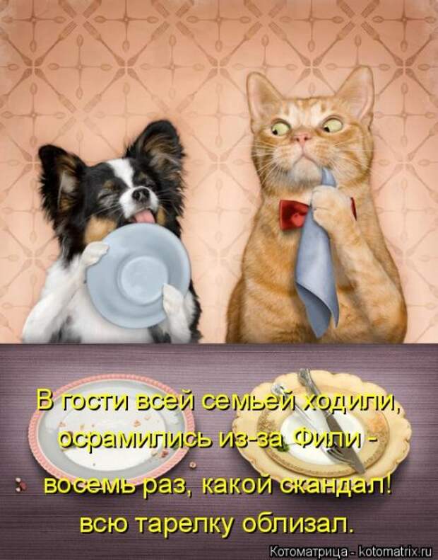 Свежая котоматрица для настроения (28 фото)
