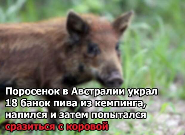 Подборка картинок. Дневной выпуск (50 фото)