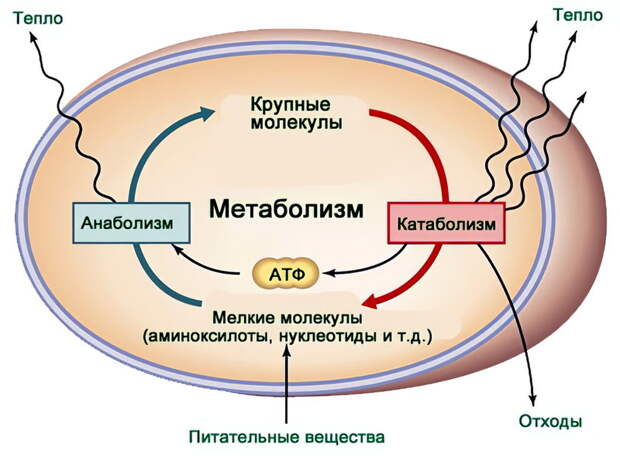 Как ускорить метаболизм: 6 небанальных и действенных методов