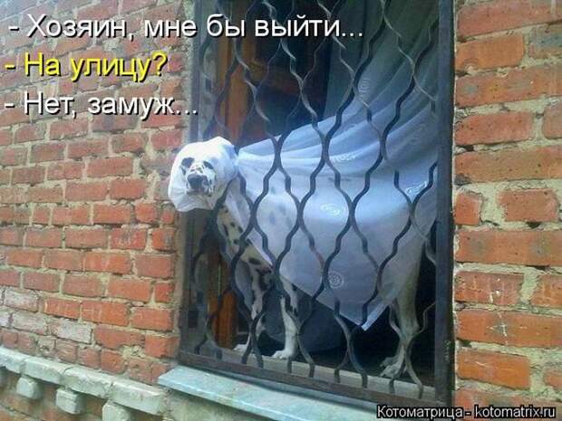 Лучшие котоматрицы недели