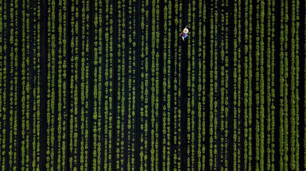 Лучшие работы, присланные на фотоконкурс National Geographic Nature Photographer 2017 Лучшие работы, присланные на фотоконкурс National Geographic Nature Photographer 2017