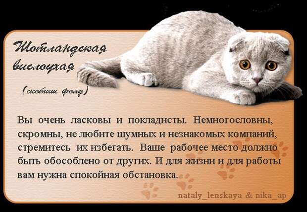Породы кошек в картинках