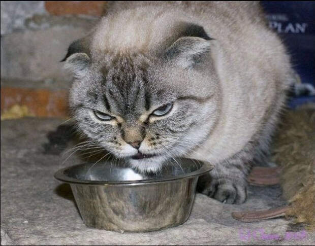 most_hilarious_animal_emotions_45 (700x548, 289Kb)