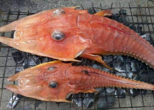 Странное существо было найдено у берегов Австралии находка, рыба, существо