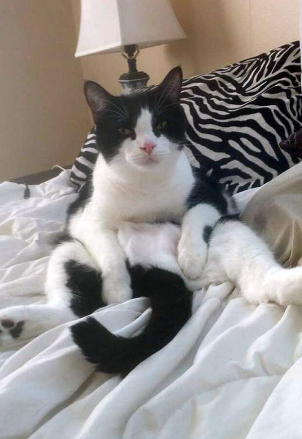 Котики внезапно устали и присели отдохнуть