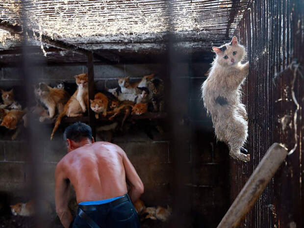 Отношение к потреблению в пищу мяса собак и кошек в Китае постепенно меняется, но эти традиции уходят корнями в древность и избавиться от них трудно китай, собаки, спасение животных