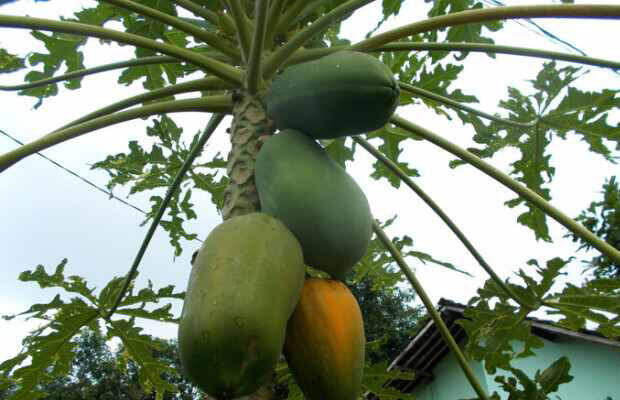 12_papayya