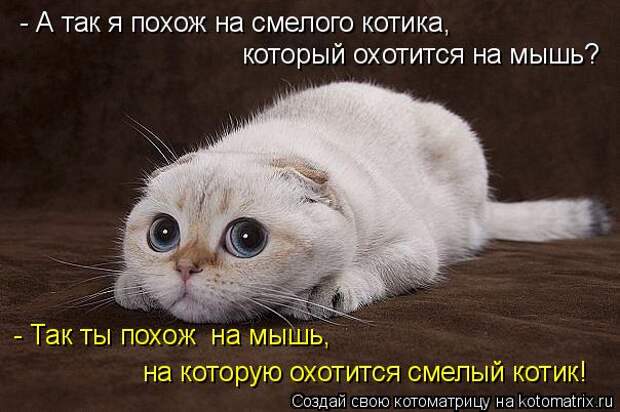 Котоматрица - - А так я похож на смелого котика, который охотится на мышь? - Так ты 