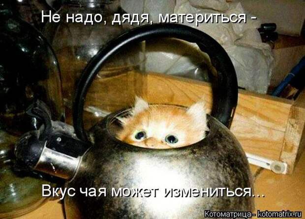 Лучшие котоматрицы недели (50 фото)