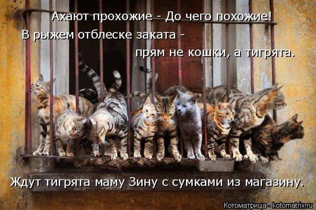 1474017242_kotomatricy-24