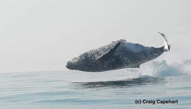 Редкое видео: Огромный горбатый кит целиком выскочил из воды
