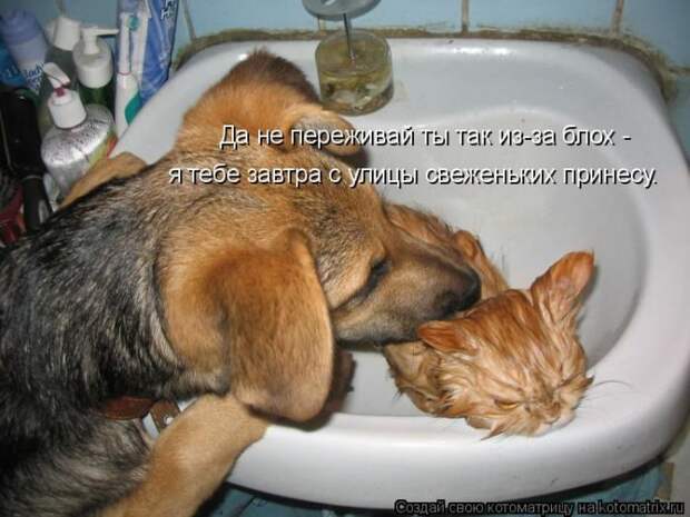 Кошатина да псятинка позитивная, этакая забавная, с надписями, очень много на выходные