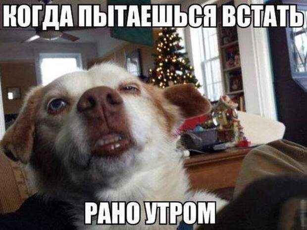 Прикольные картинки и фото с надписями для настроения (11 фото) Прикольные картинки и фото с надписями для настроения (11 фото)