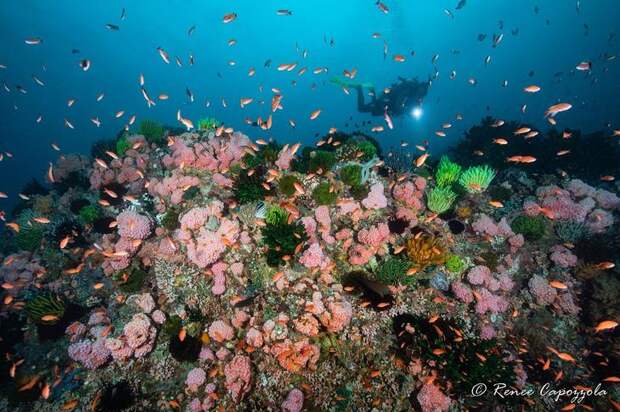 Впечатляющие подводные снимки от Рене Капоццолы