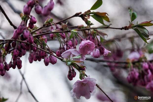 Сморите, как под майским дождём в Петербурге цветёт сакура