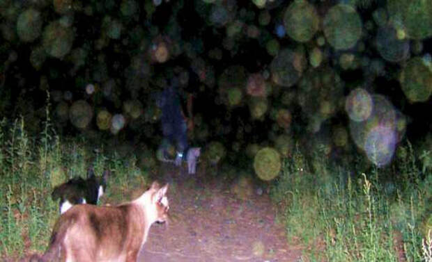 Плазмоиды на фотографиях - что это? Плазмоиды на фотографиях - что это?